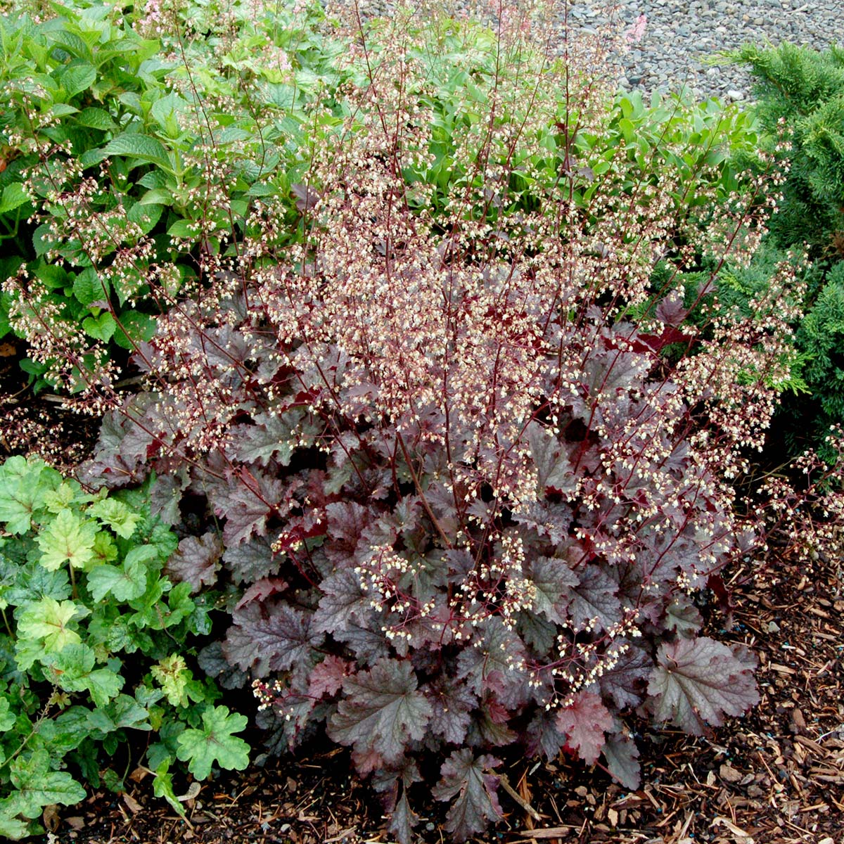 Heuchera micrantha 'Stormy Seas'